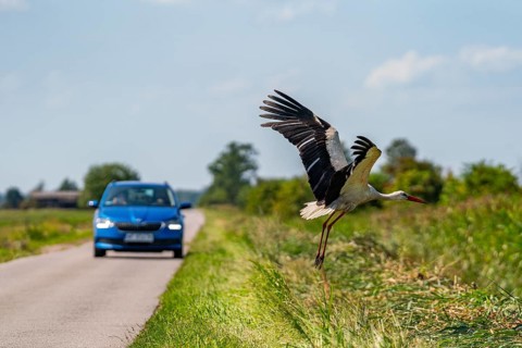 White stork (Ciconia ciconia) flying in front of a car over a country road in the Szczecin Lagoon