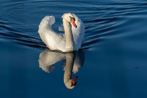 An elegant swan is reflected in the calm blue water, Mute Swan, (cygnus olor), wildlife, Germany,