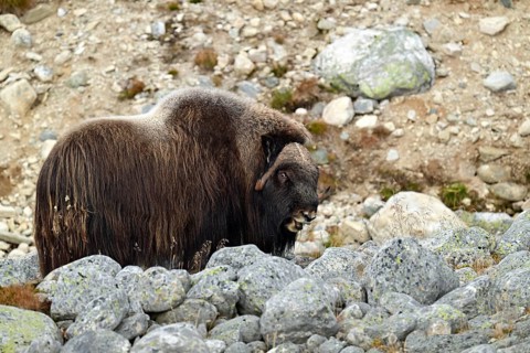Musk ox (Ovibos moschatus) standing between large rocks, Dovrefjell-Sunndalsfjella National Park,