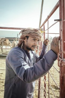 Camel dealer, camel souk Salalah, Dhofar, Oman, Asia