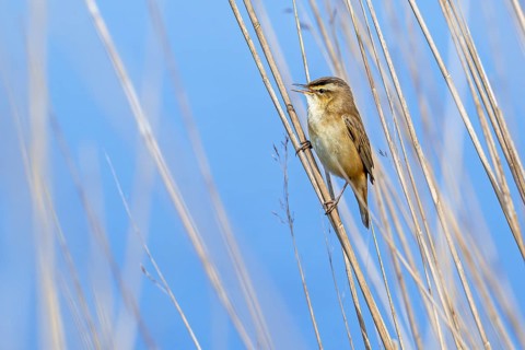 Sedge warbler (Acrocephalus schoenobaenus) perched in reedbed and singing, calling in spring