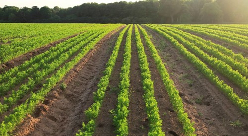 Green lines of carrot crop growing in sandy soil, Shottisham, Suffolk, England, UK