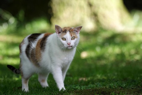 Felidae (Felis catus), tricoloured, garden, The tricoloured cats are also known as lucky cats. The