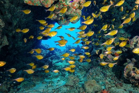 Schooling group of hatchetfish (Pempheris tominagai) hatchetfish in small cave in coral reef, Red