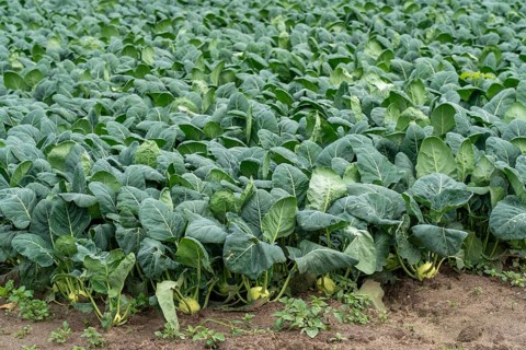 Field with kohlrabi plants, kohlrabi tubers, North Rhine-Westphalia, Germany, Europe