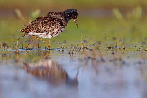 Ruff (Philomachus pugnax), male, Narew, Bialystok, Podlasie, Poland, Europe