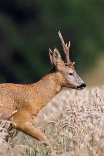 European roe deer (Capreolus capreolus) buck, male during the rut in wheat field, cornfield in