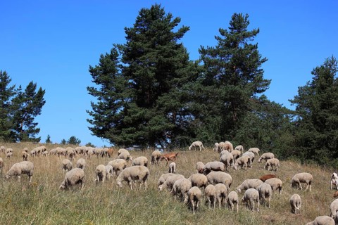 Sheep on the pasture, here in Franconian Switzerland, as a cultural guardian to reduce excessive