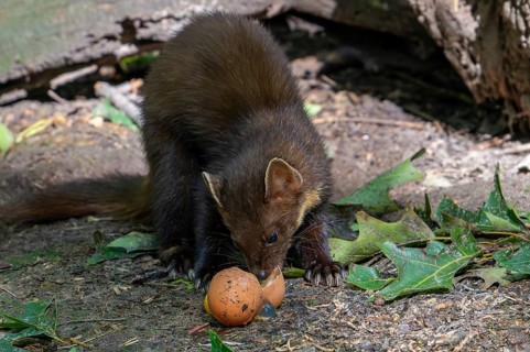 European pine marten (Martes martes) eating egg yolk, yoke from broken chicken egg