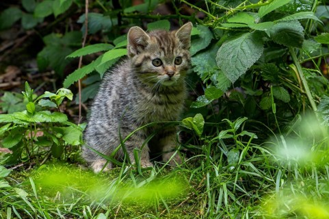 European wildcat, wild cat (Felis silvestris silvestris) 7 week old kitten hiding in underbrush,