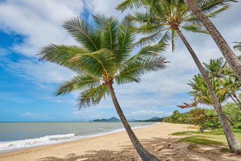 Landscape of Clifton Beach with coconut palms in spring, Queensland Australia