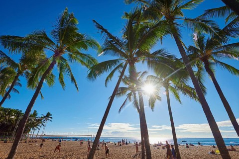 Landscape of palm trees at the Kuhio Beach, Honolulu, Hawaiian Island Oahu, O?ahu, Hawaii, Aloha