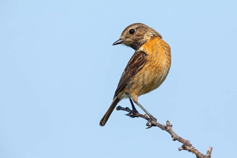 Stonechat, (Saxicola torquata), foraging, female, Eich, Rhineland-Palatinate, Germany, Europe