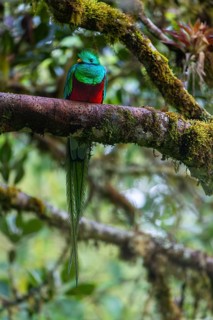 Quetzal (Pharomachrus mocinno), Trogons (Trogonidae), Central Mountain Range, San Jose Province,