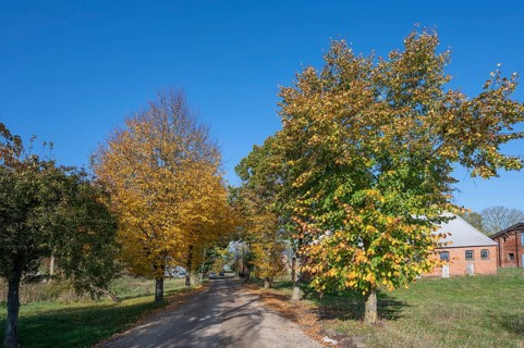 Autumnal lime tree avenue (Tilia) on the way to the Othenstorf estate, Othenstorf near Rehna,