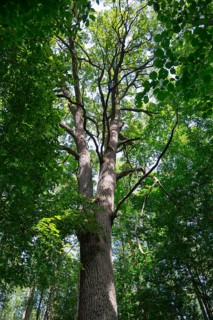 Majestic tree towers in the densely overgrown forest, illuminated by the sun's rays, Bialowieza