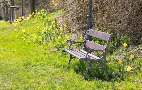 Bench surrounded by blooming daffodils (narcissus) and tulips (tulpia), Thürmsdorf, Saxon