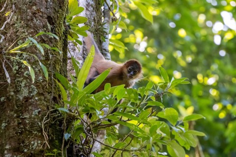 Geoffroy's spider monkey (Ateles geoffroyi) climbing a tree in the jungle, Tortuguero National
