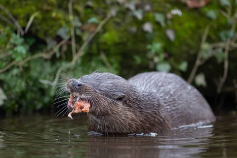 Eurasian otter (Lutra lutra) adult animal eating a fish in a river, England, United Kingdom, Europe