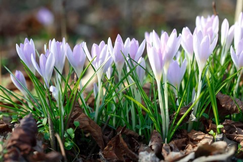 Flowers of the spring crocus (Crocus vernus), saffron plant, Middle Elbe Biosphere Reserve,