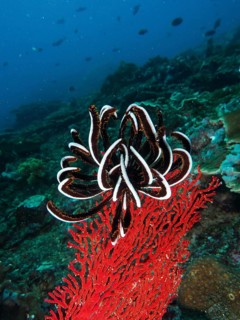 Black and white Bennett's hairstar (Anneissia bennetti) in contrast to red gorgonian on a coral