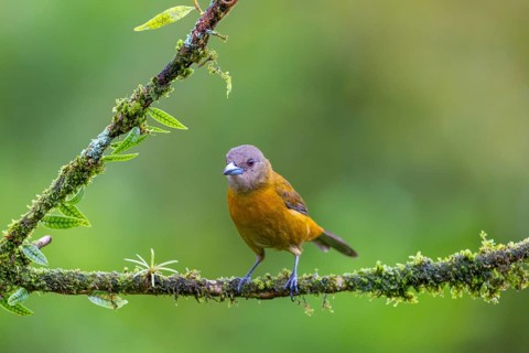 Flame tanager (Pamphecelus passerinii), tanager (Thraupidae), Costa Rica, Central America