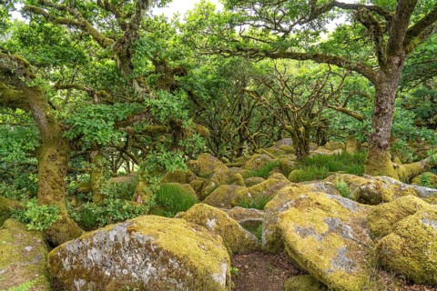 Wistmans Wood, Dartmoor, Devon, England, Great Britain