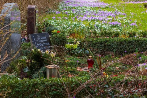 Crocuses (crocus) bloom between the graves at the Trinitatisfriedhof cemetery in Riesa, Saxony,