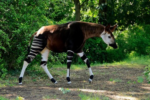 Okapi (Okapia johnstoni), adult, foraging, captive