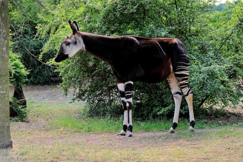 Okapi (Okapia johnstoni), adult, foraging, captive