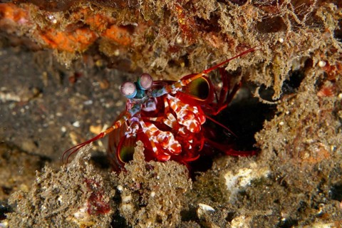 Clown mantis shrimp (Odontodactylus scyllarus) with distinctive eyes hiding in the seabed, dive