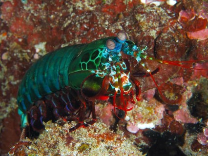 A colourful clown mantis shrimp (Odontodactylus scyllarus) on corals with bright colours, dive site