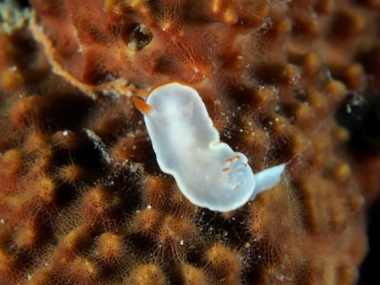 Transparent, white nudibranch with orange accents, yellow nudibranch (Ardeadoris angustolutea), on