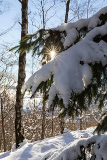 Snow-covered branch of a conifer with sun star, Erzgebirge, Saxony, Germany, Europe