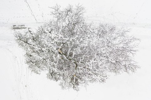 Single snow-covered tree, from above the branches injured by snow breakage become visible, near