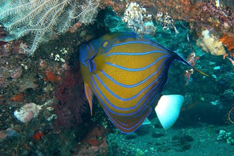A magnificent ring angelfish (Pomacanthus annularis) with a bright pattern on a coral reef, dive