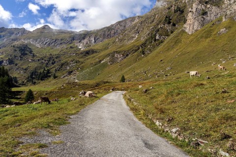 Cattle (Bos taurus) beside the road, path through the Sambuco valley, Vale Sambuco, near Fusio,
