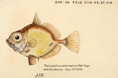 Platystethus abbrevatus, Capromimus abbreviatus, the capro dory, is a species of zeniontid fish,