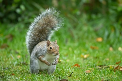 Grey squirrel (Sciurus carolinensis) adult animal on a garden grass lawn, England, United Kingdom,