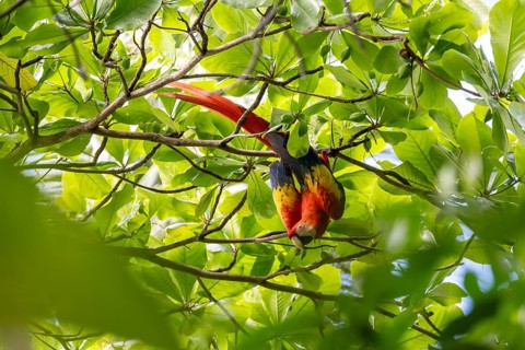 Scarlet Macaw (Ara macao) in catappa tree (Terminalia catappa), Corcovado National Park, Osa,