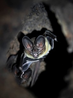 Bat in a cave in a tree trunk, in the rainforest, Corcovado National Park, Osa, Puntarena Province,