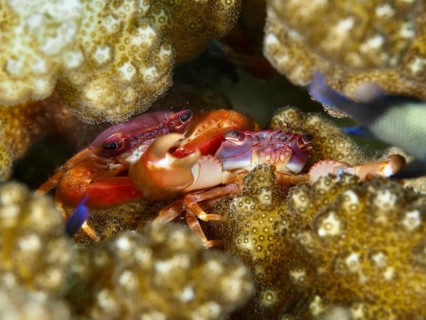 Pair of purple coral crab (Trapezia cymodoce) hiding between brown corals, dive site Puri Jati,