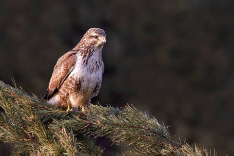 Steppe buzzard (Buteo buteo), sitting on a branch, Terfens, Tyrol, Austria, Europe