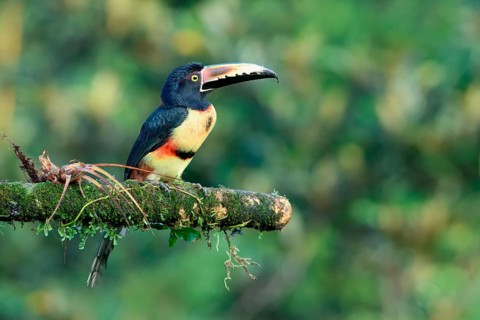 Collared aracari (Pteroglossus torquatus) sitting on a branch, Costa Rica, Central America