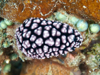 Spotted purple pustule warty snail (Phyllidiella pustulosa), warty snail, on marine substrate, dive