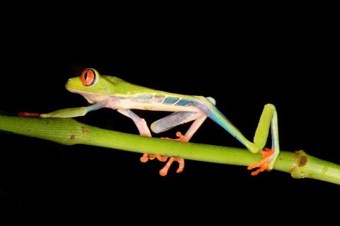 Red-eyed tree frog or red-eyed leaf frog (Agalychnis callidryas) walking over a branch, Costa Rica,