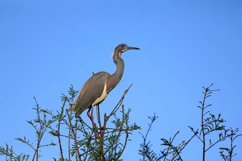 Tricoloured Heron (Egretta tricolor), adult, on tree, alert, St. Augustine, Florida, USA, North