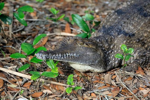 Australia Crocodile (Crocodylus johnsoni), adult, on land, portrait, captive, Australia, Oceania