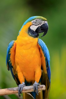 Yellow-breasted Macaw (Ara ararauna), adult, on wait, South America