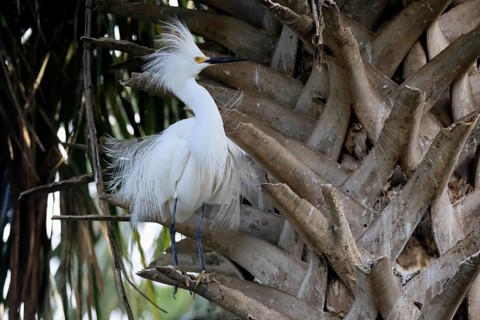 Great Egret (Egretta thula), adult, in breeding plumage, during breeding season, perch, St.